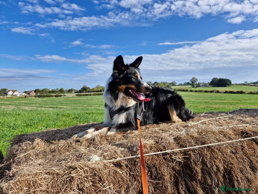 Border Collie dogs for stud: *STUD* Merlin - Image 2