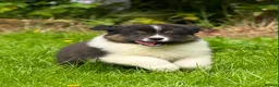 Australian Shepherd dogs for sale: Australian shepherd Black Tri Male Puppy - Advert 6