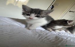 Domestic Shorthair cats for sale: 7 kittens ready 22nd November  - Image 10