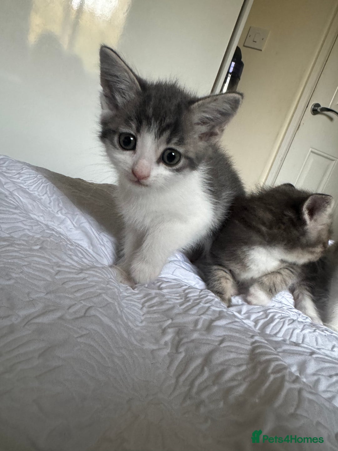 Domestic Shorthair cats for sale: 7 kittens ready 22nd November  - Image 10