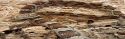 Corn Snake reptiles for sale: Beautiful, Captive-Bred Corn Snakes - Advert 8