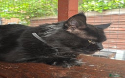 Maine Coon cats for stud: STUD ONLY  Maine Coon 9kg Russian Lines Proven - Image 2