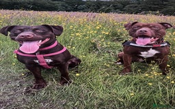 American Bull Staffy dogs for sale: Staffy Bull Puppies - Image 34