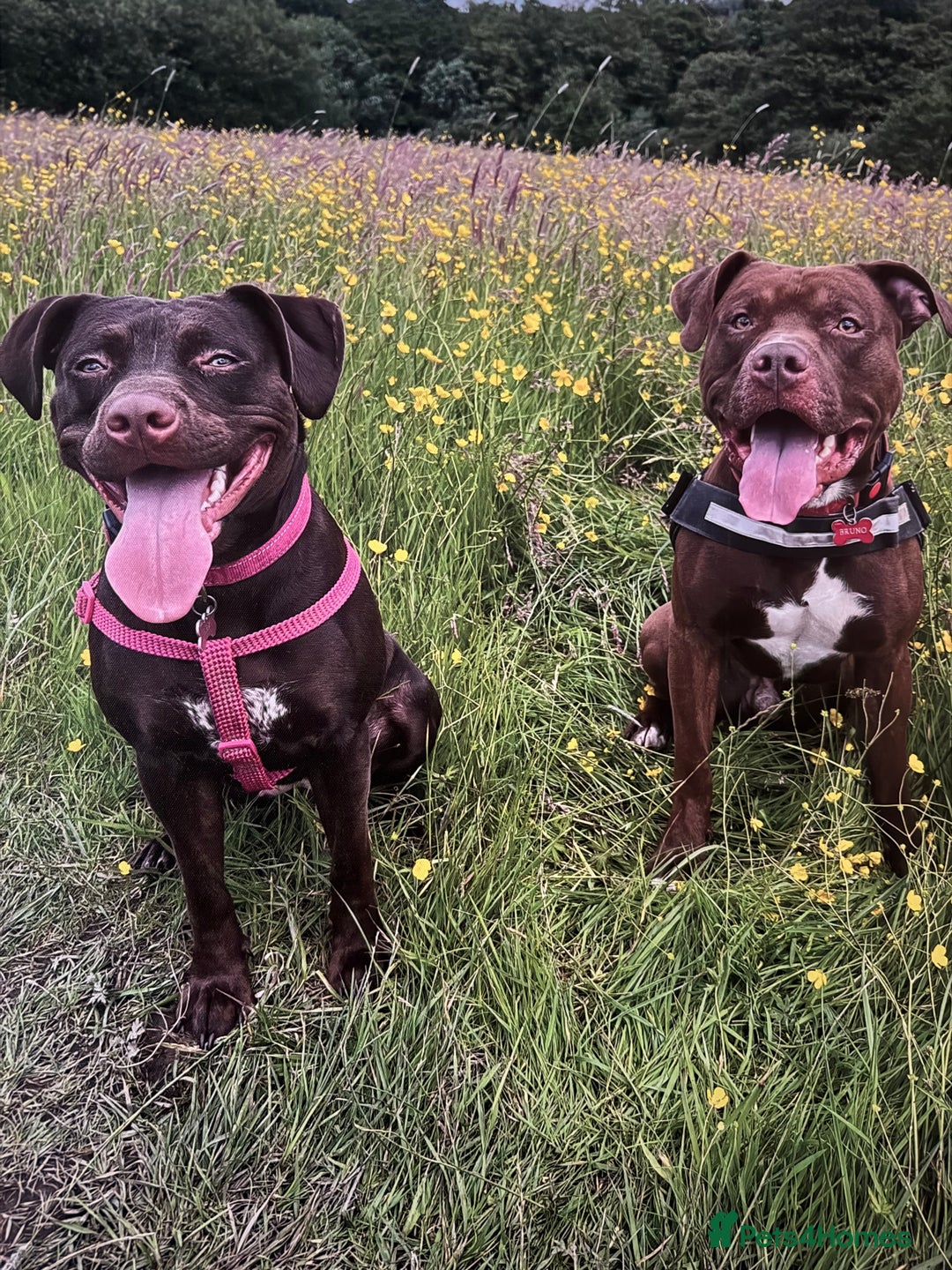 American Bull Staffy dogs for sale: Staffy Bull Puppies - Image 34