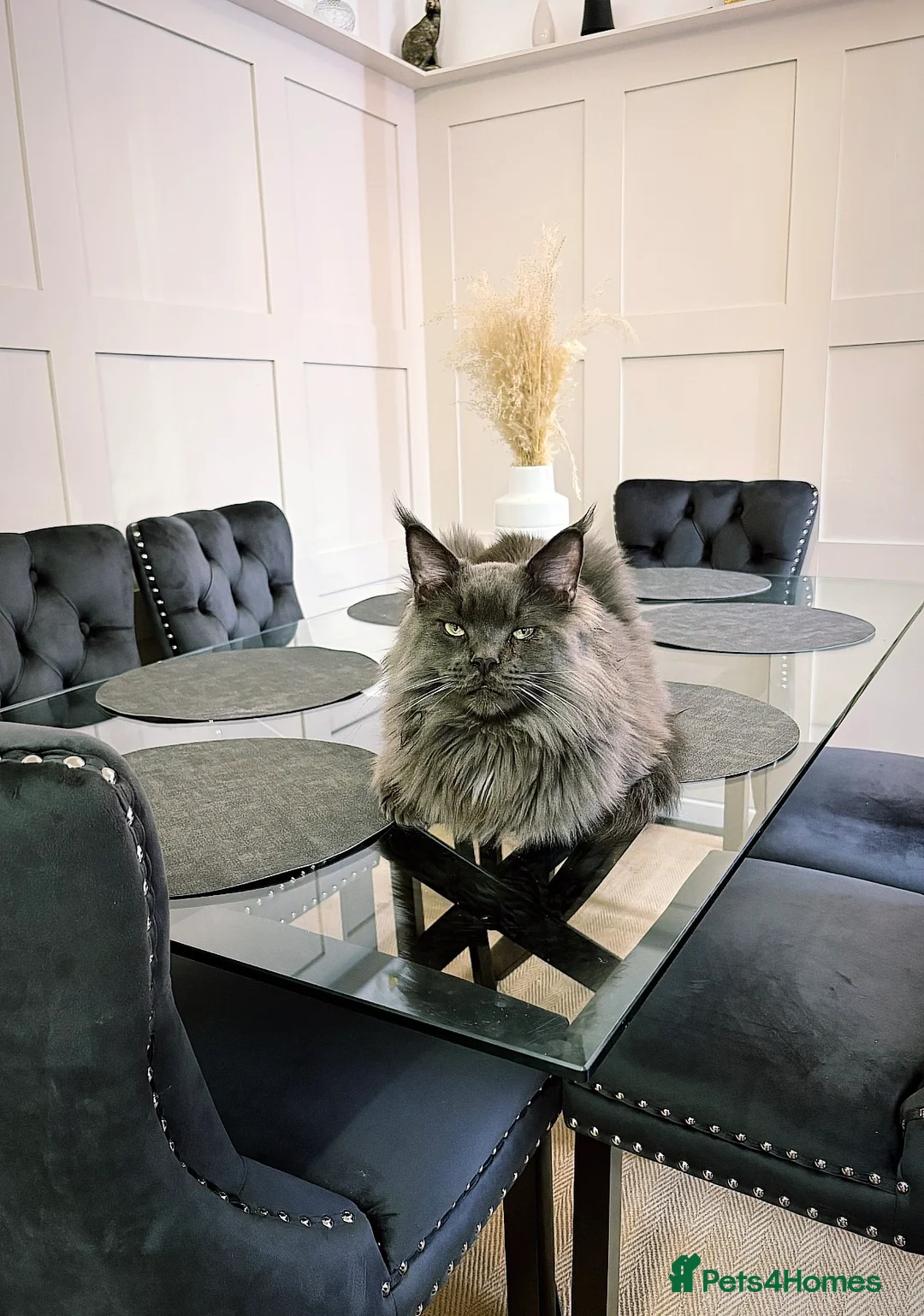 Maine Coon cats for sale: Make mainecoon  - Advert 7