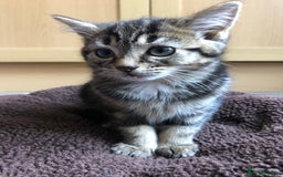 Mixed Breed cats for sale: Cute Tabby Baby Girl 🐈 - Image 5