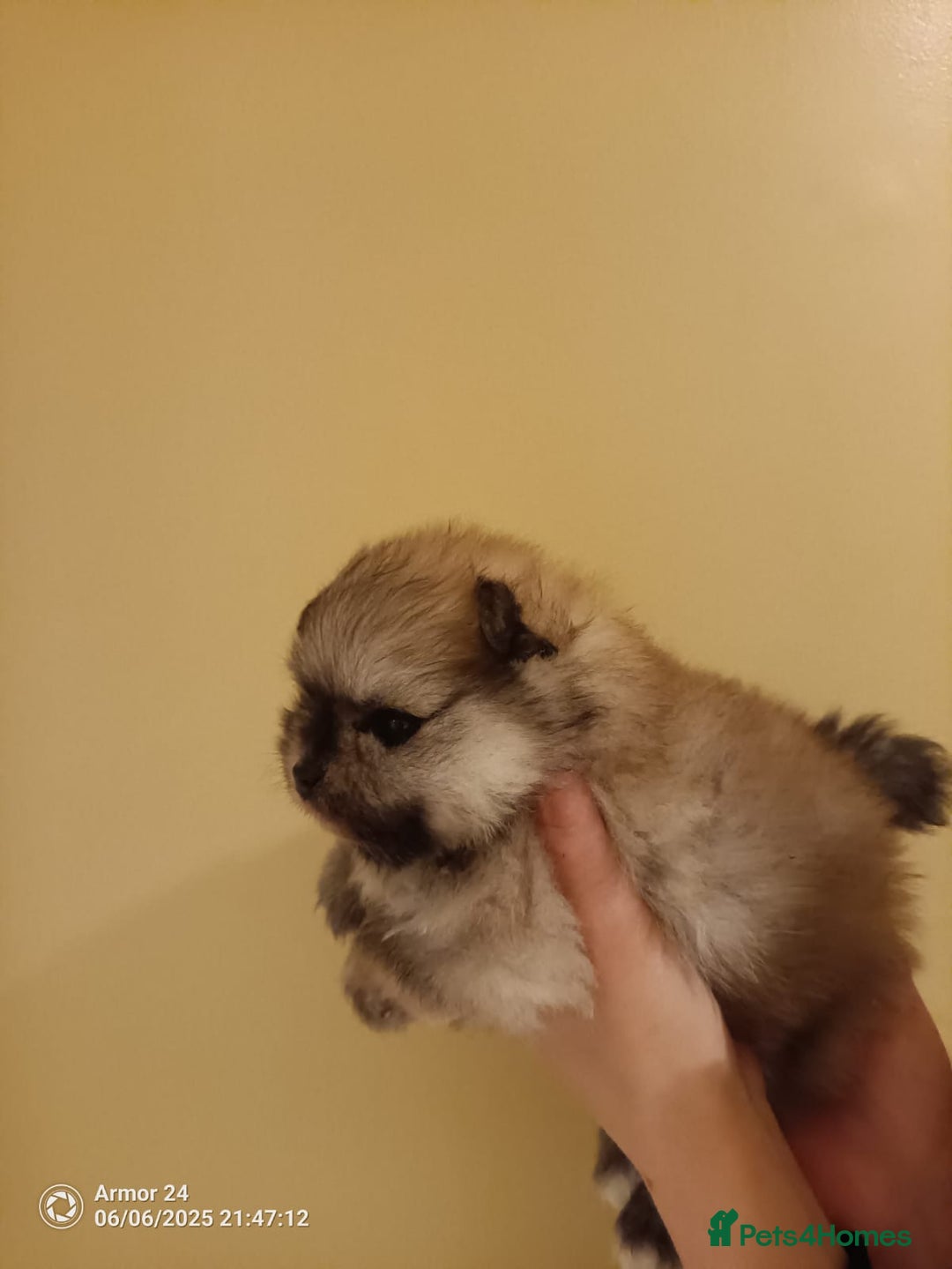 Pomeranian dogs for sale: Pomeranian Male Puppy  - Image 2