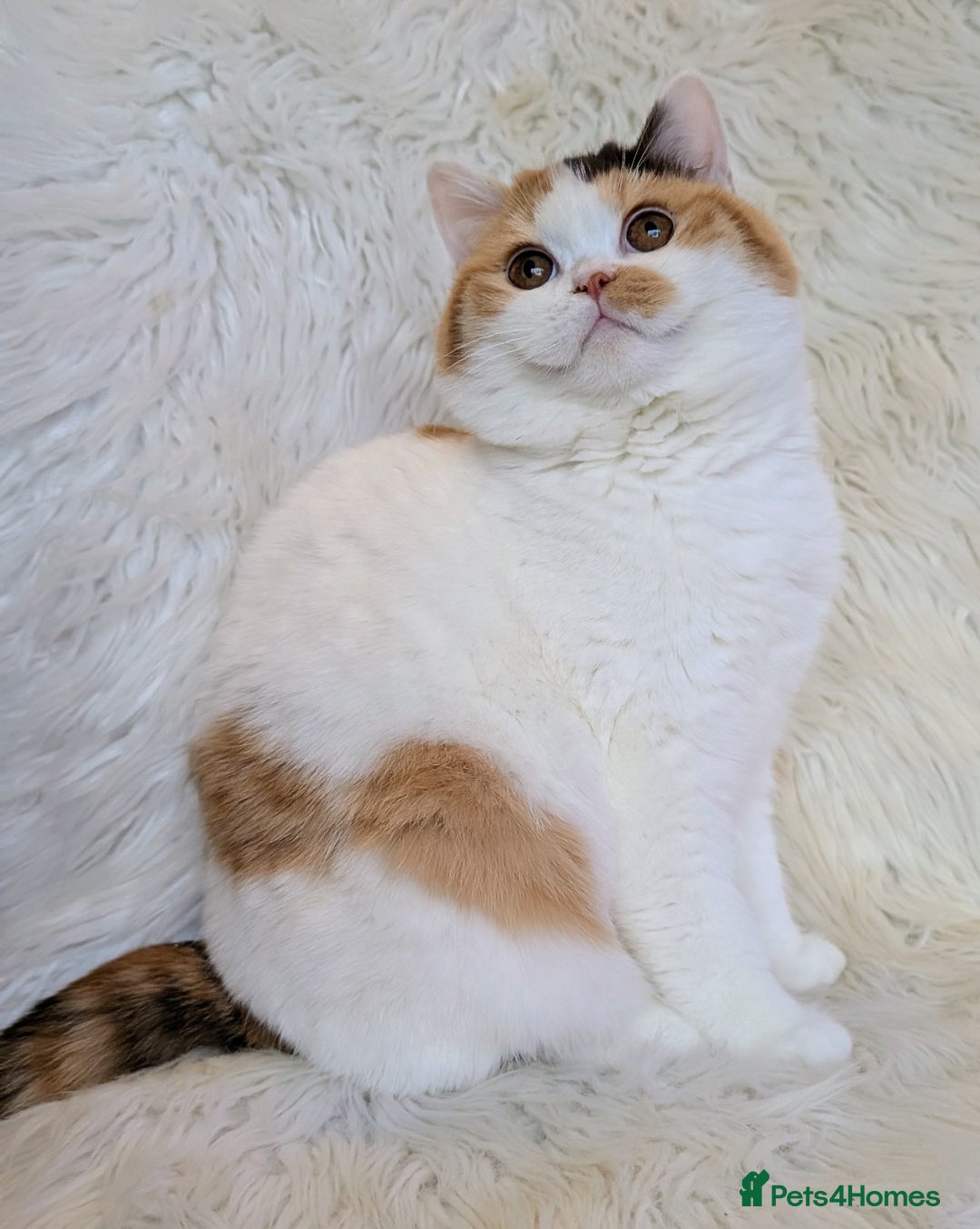 British Shorthair cats for sale: Amazing loving British shorthair kittens  - Advert 11