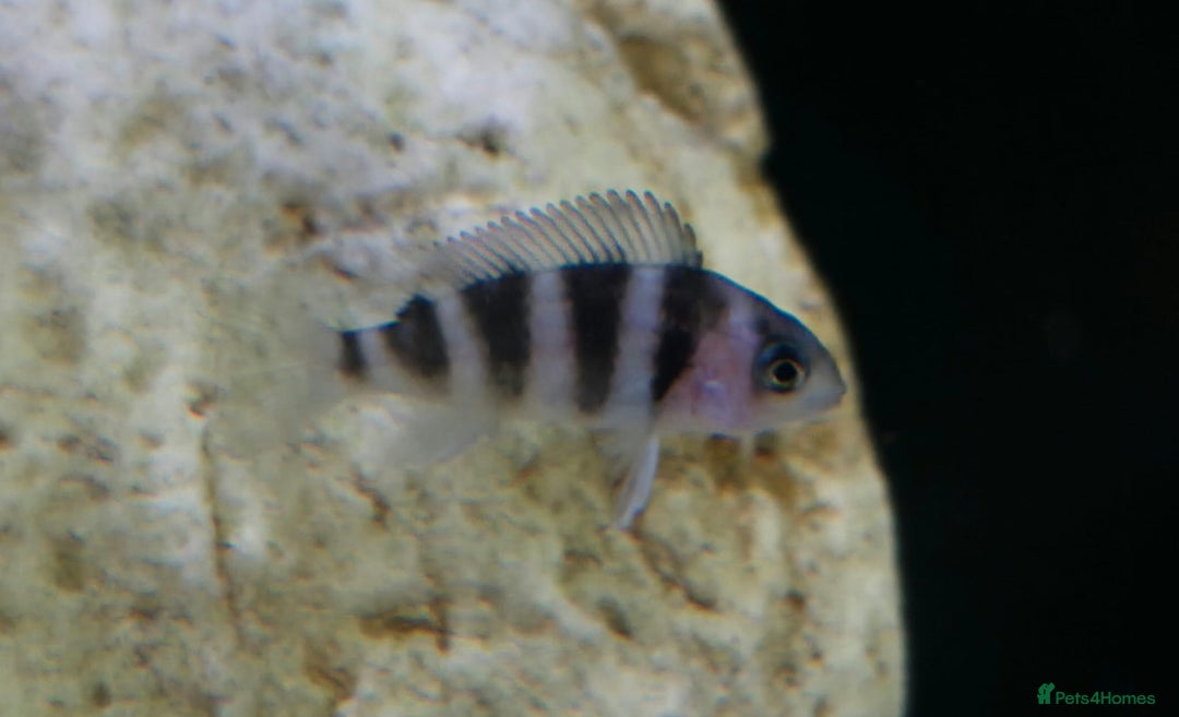 Cichlids fish for sale: 1stGen Tank Bred Frontosa Blue Zaire Moba  - Image 10
