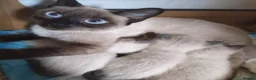 Siamese cats for sale: ❤️❤️❤️ Adorable blue-point Siamese kittens ❤️❤️❤️  - Advert 2