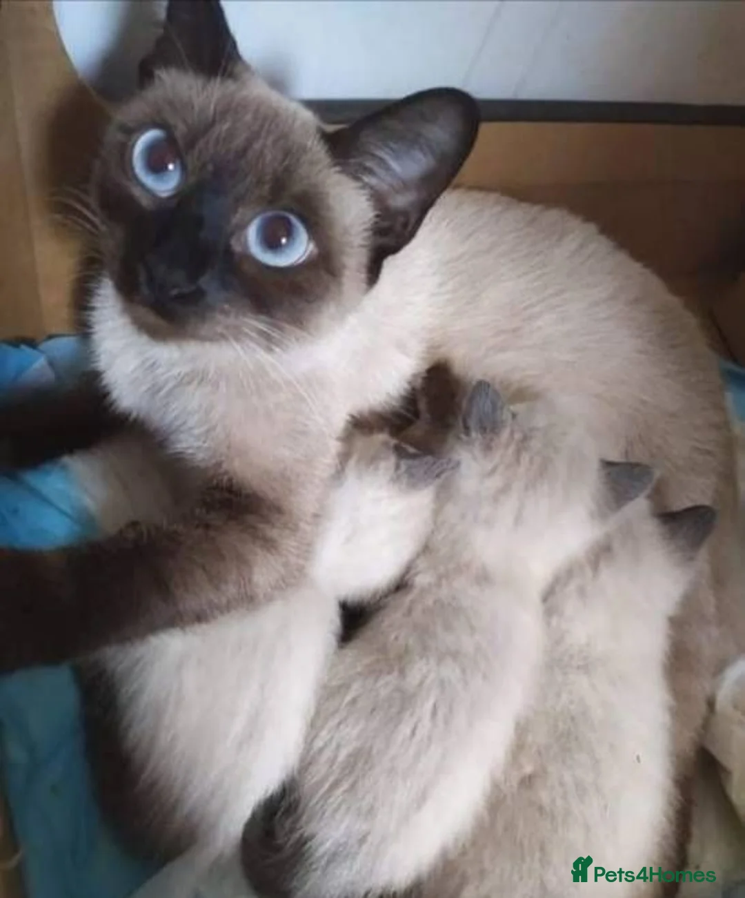 Siamese cats for sale: ❤️❤️❤️ Adorable blue-point Siamese kittens ❤️❤️❤️  - Advert 2