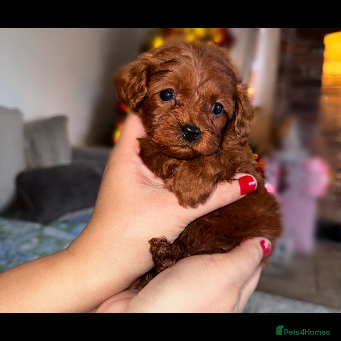 Cavapoo dogs PERFECT CAVAPOOS ❤️ - Advert 5