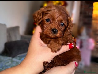 Cavapoo dogs PERFECT CAVAPOOS ❤️ - Advert 10