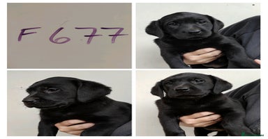 Labrador Retriever dogs - Advert 3