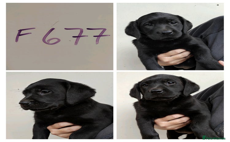 Labrador Retriever dogs Lovely Chunky Labrador Puppies - Advert 4