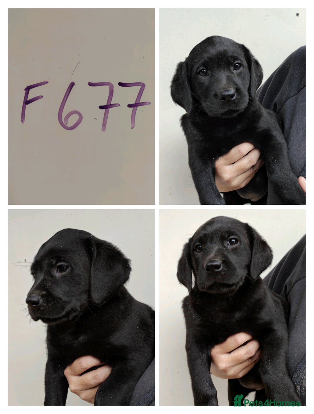 Labrador Retriever dogs for sale: Lovely Chunky Labrador Puppies - Image 3