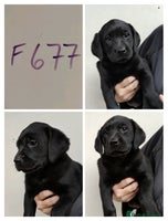 Labrador Retriever dogs - Advert 4