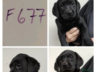 Labrador Retriever dogs Lovely Chunky Labrador Puppies - Advert 1