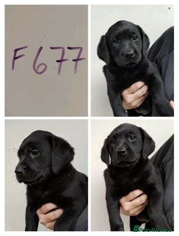 Labrador Retriever dogs Lovely Chunky Labrador Puppies - Advert 3