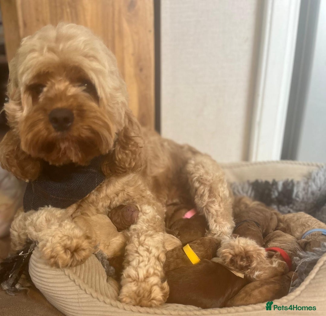 Cavapoo dogs for sale: F1b Toy cavapoo puppies extensively health tested - Image 11
