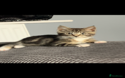 Domestic Shorthair cats for sale: 2 beautiful female cats needing new loving homes  - Advert 1