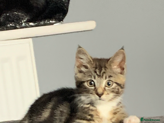 Domestic Shorthair cats for sale: 2 beautiful female cats needing new loving homes - Advert 1