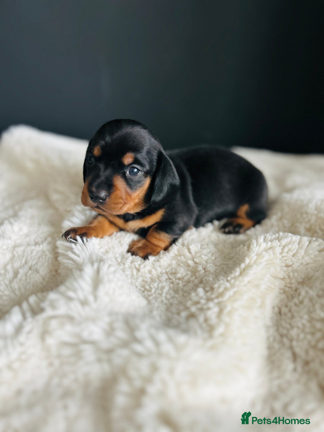 Miniature Dachshund dogs for sale: Smooth Hair Boys -5 star Breeder ⭐️⭐️⭐️⭐️⭐️ - Advert 2