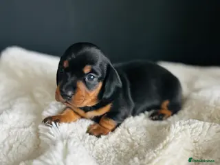 Miniature Dachshund dogs Smooth Hair Boys -5 star Breeder ⭐️⭐️⭐️⭐️⭐️ - Advert 16