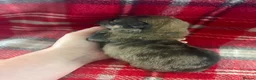 Pomchi dogs for sale: Pomchi Puppies - Advert 18