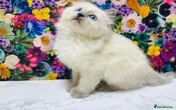 Ragdoll cats for sale: Beautiful Ragdoll Kittens  - Image 22