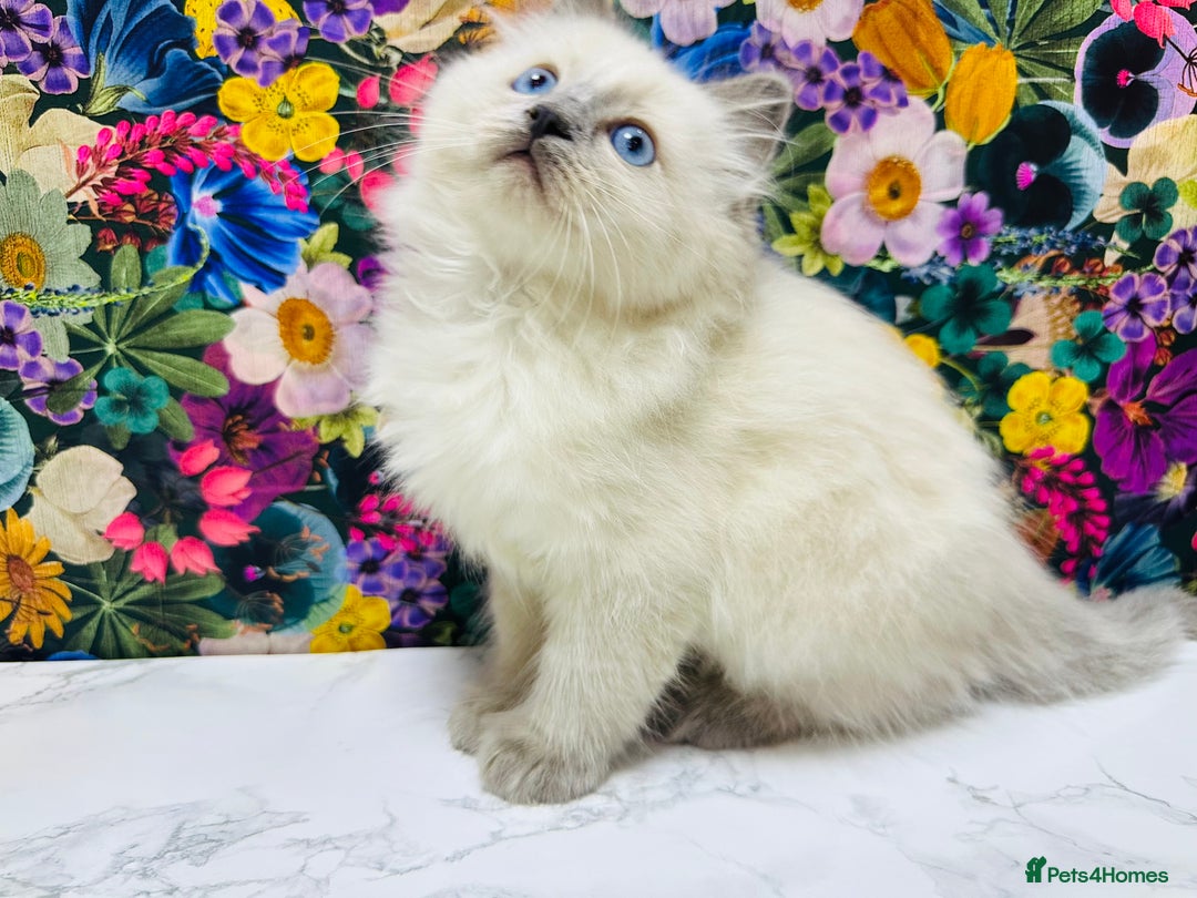 Ragdoll cats for sale: Beautiful Ragdoll Kittens  - Image 22