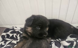 German Shepherd dogs for sale: 2 male german shepherd puppies - Image 1