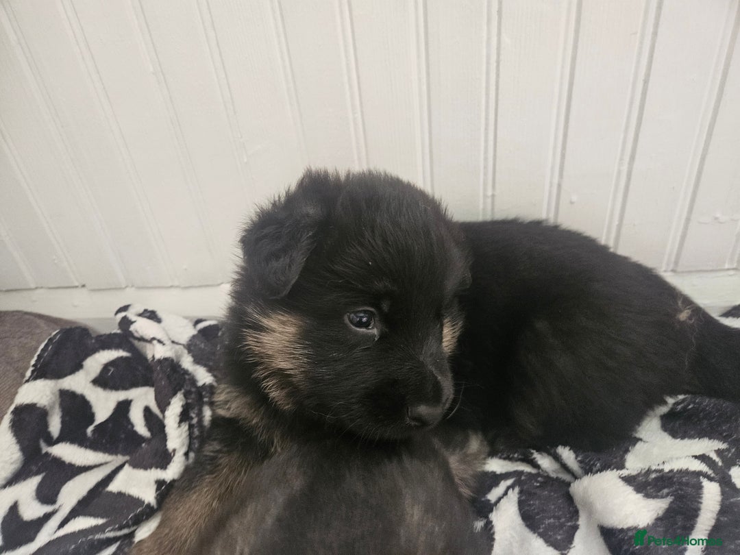 German Shepherd dogs for sale: 2 male german shepherd puppies - Image 1