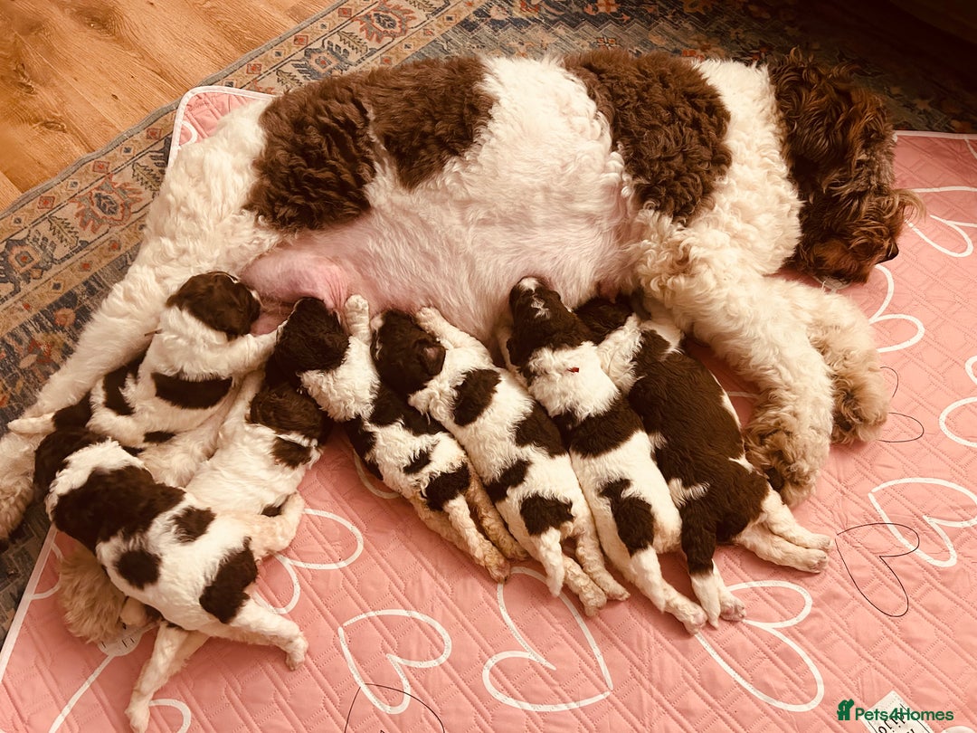 Newfypoo dogs for sale: F1B Parti Newfypoo  - Advert 5