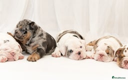 English Bulldog dogs for sale: Top Quality Girls - Available today - Image 18