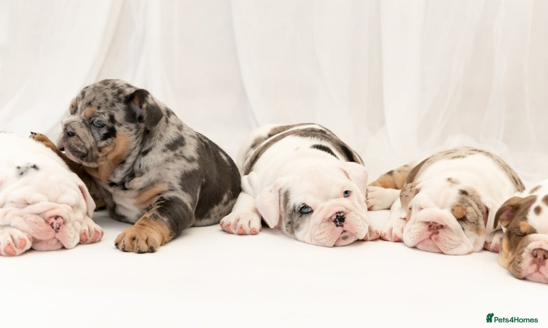 English Bulldog dogs for sale: Top Quality Girls - Available today - Image 18
