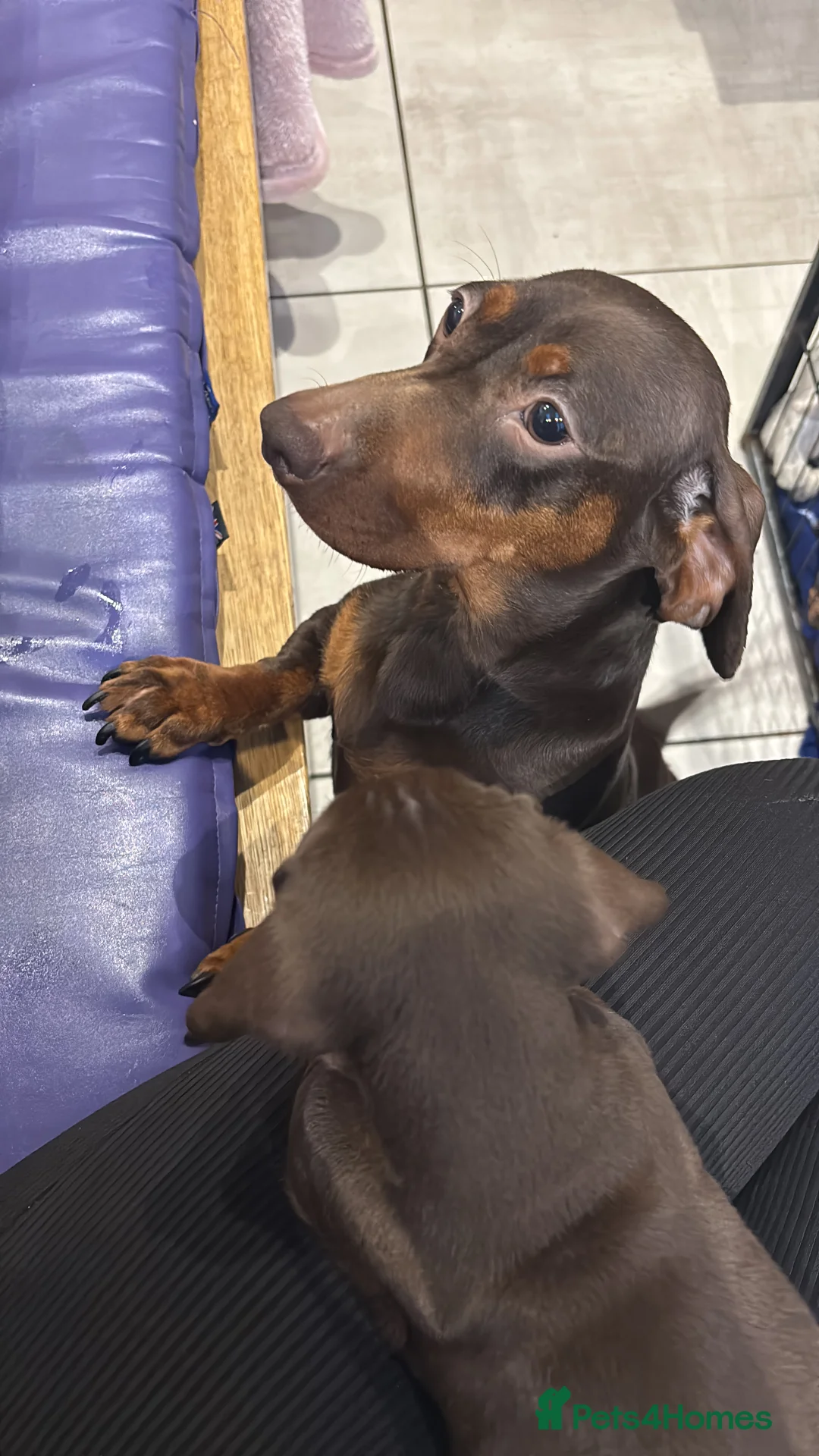 Dachshund dogs for sale: Chocolate and Isabella  - Advert 2