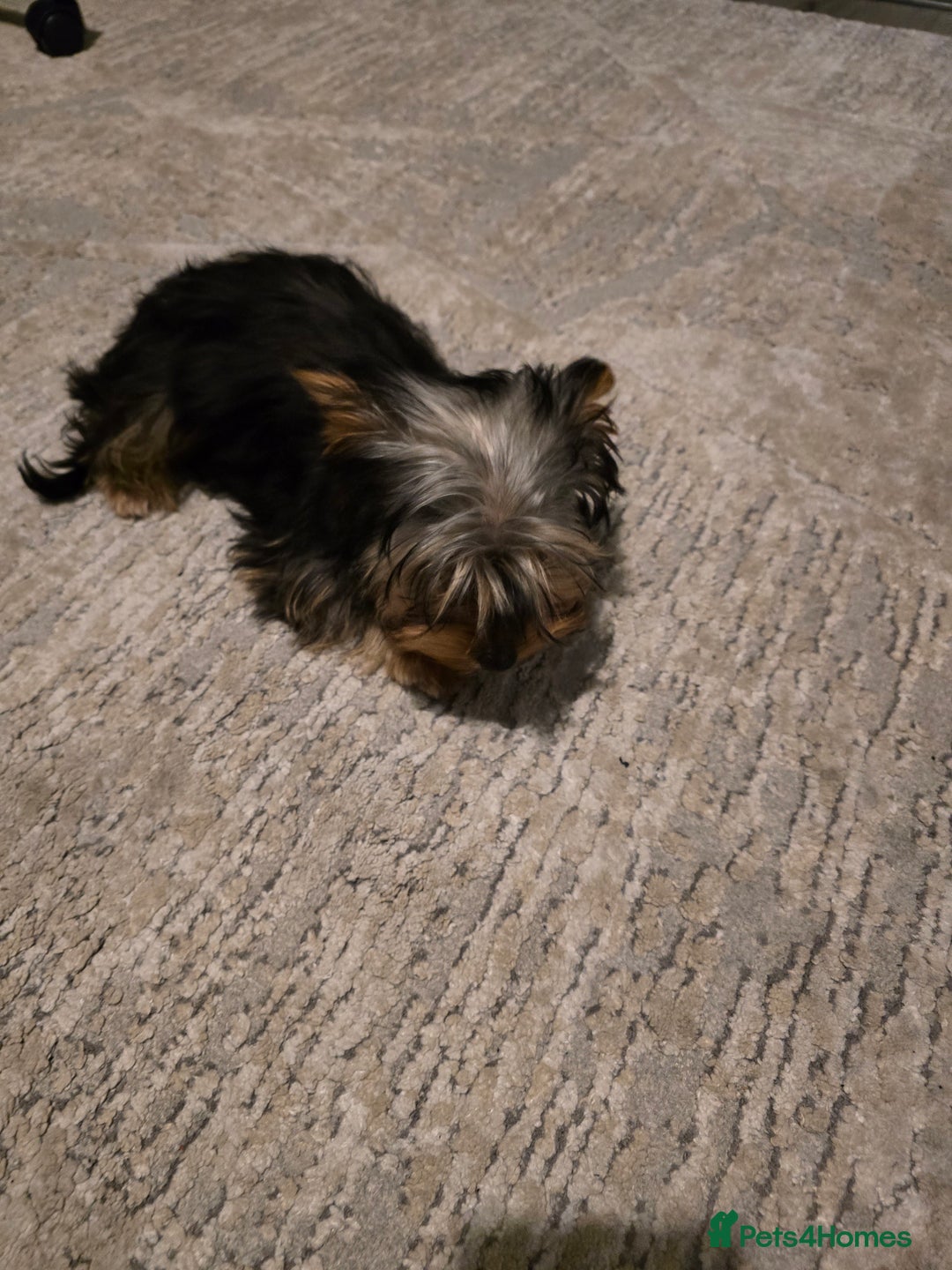 Yorkshire Terrier dogs for sale: Yorkshire  - Advert 14
