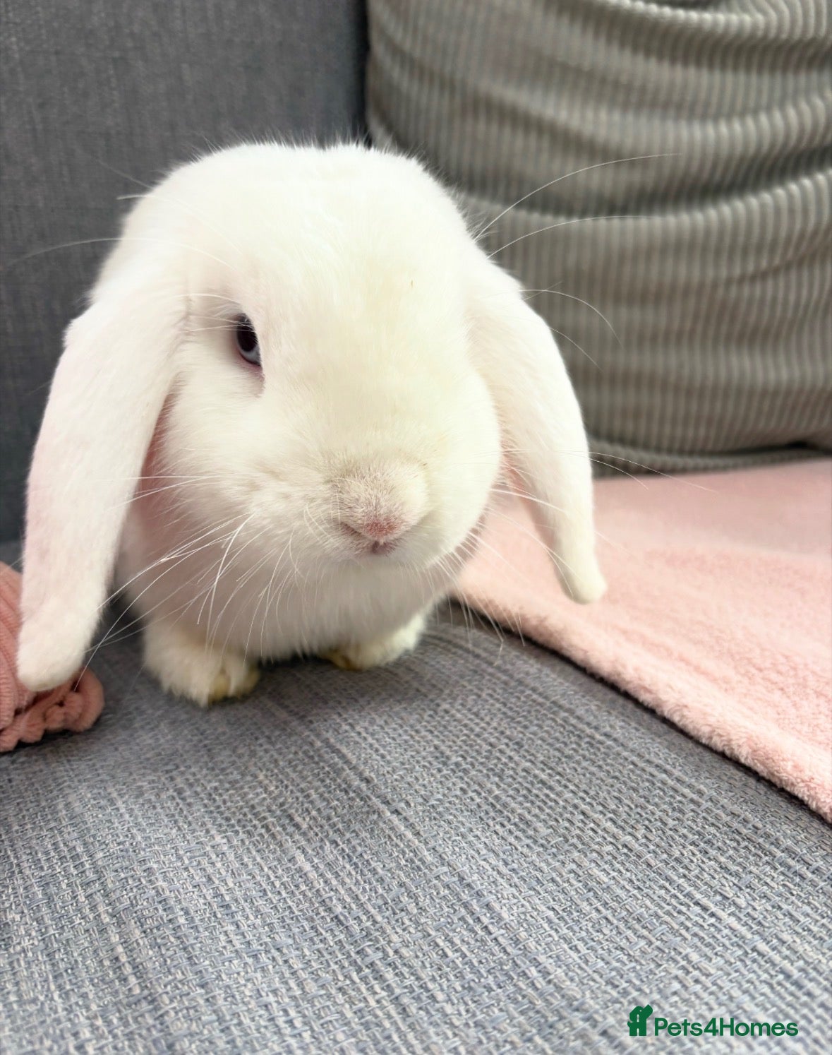 Mini Lop rabbits 2 bonded male mini lops FREE - Advert 2