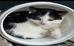British Shorthair cats for sale: Adorable Black and White Kittens (mixed breed) - Image 18