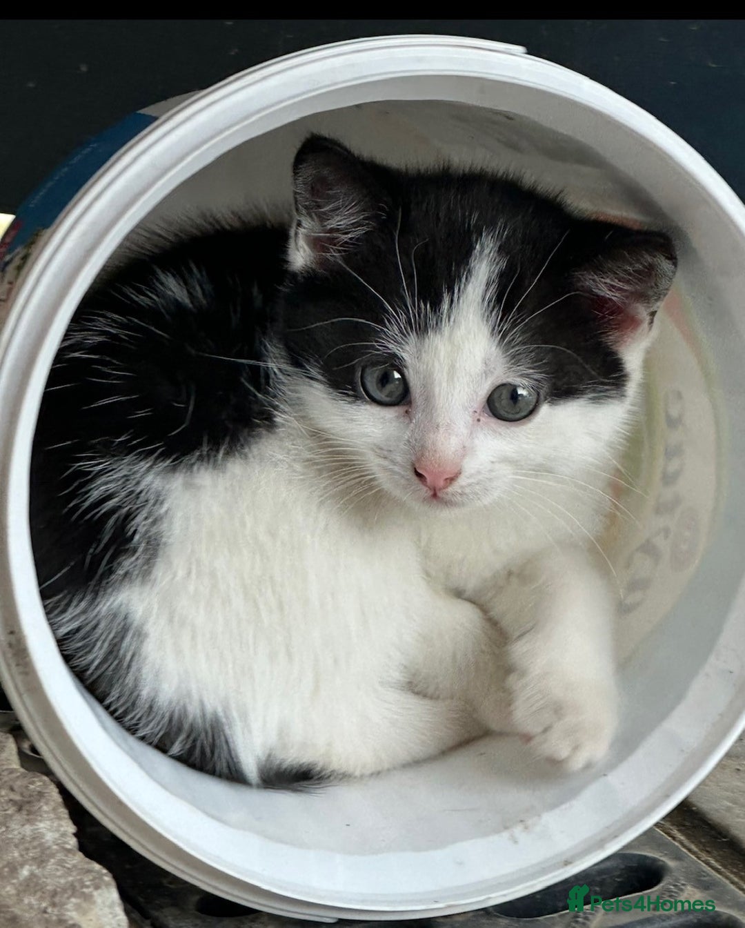 British Shorthair cats for sale: Adorable Black and White Kittens (mixed breed) - Image 18