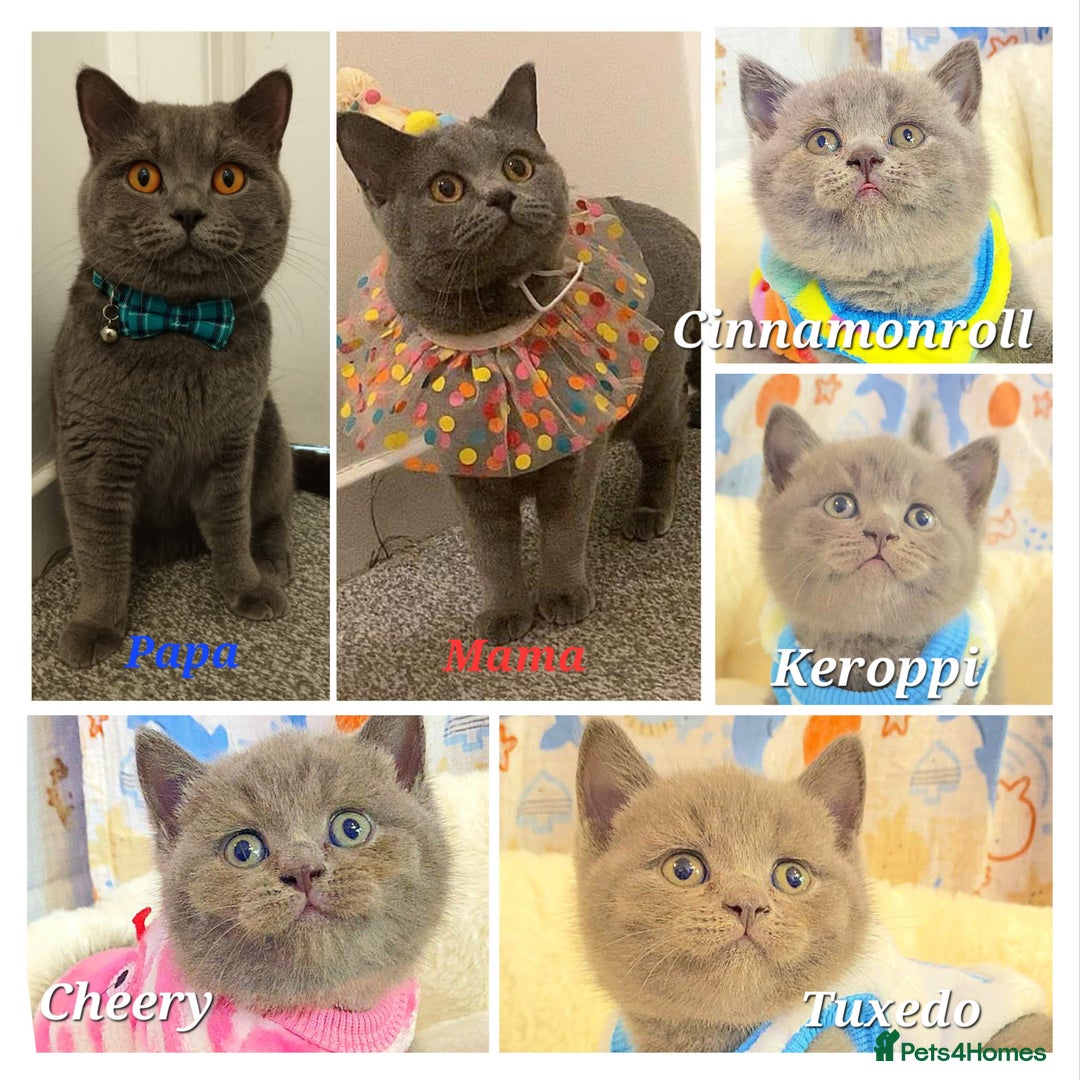 British Shorthair cats for sale: Pure Pedigree British Shorthair  - Image 28