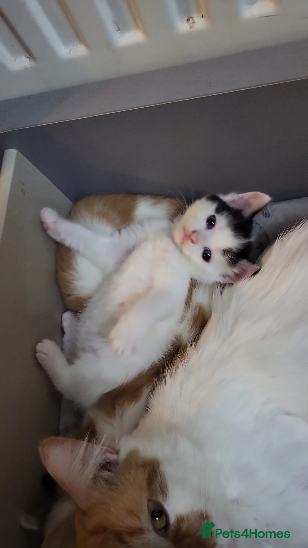 Mixed Breed cats for sale: Kittens for sale - Advert 10