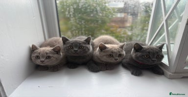 British Shorthair cats - Advert 16
