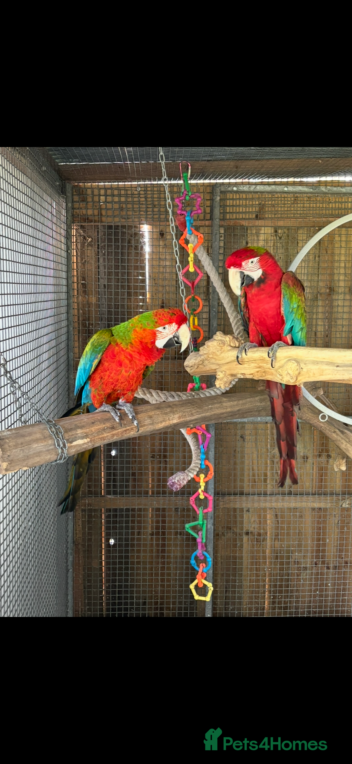 Macaws birds Tropicana x Jubilee pair of Macaws  - Advert 1