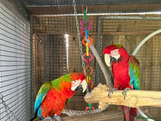 Macaws birds Tropicana x Jubilee pair of Macaws - Advert 1