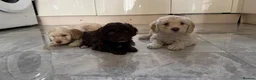 Cockapoo dogs for sale: Cocker poo puppies for sale  in Basildon - Advert 10