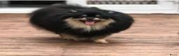 German Spitz dogs for sale: German spitz for Adoption  - Advert 13