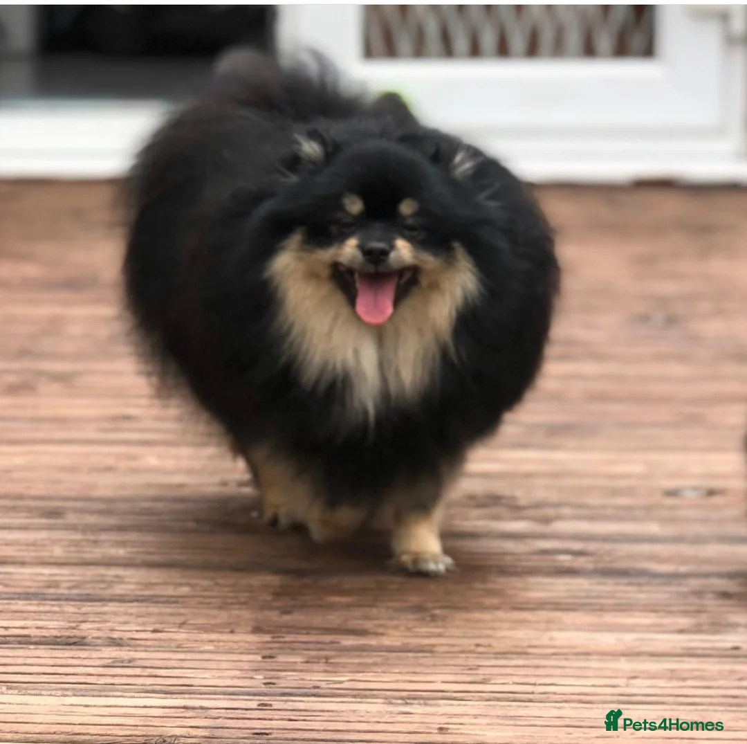 German Spitz dogs for sale: German spitz for Adoption  - Advert 13