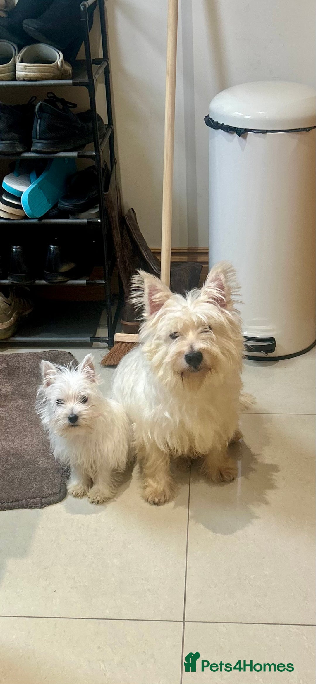 West Highland Terrier dogs for sale: 🐾💙Very Handsome Westie Boy Ready Now 💙🐾 - Advert 15